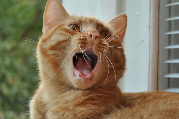 Rothaarige Katze gähnt am Fenster