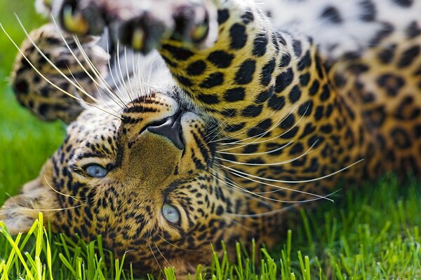 Молодой леопард на зеленой траве
