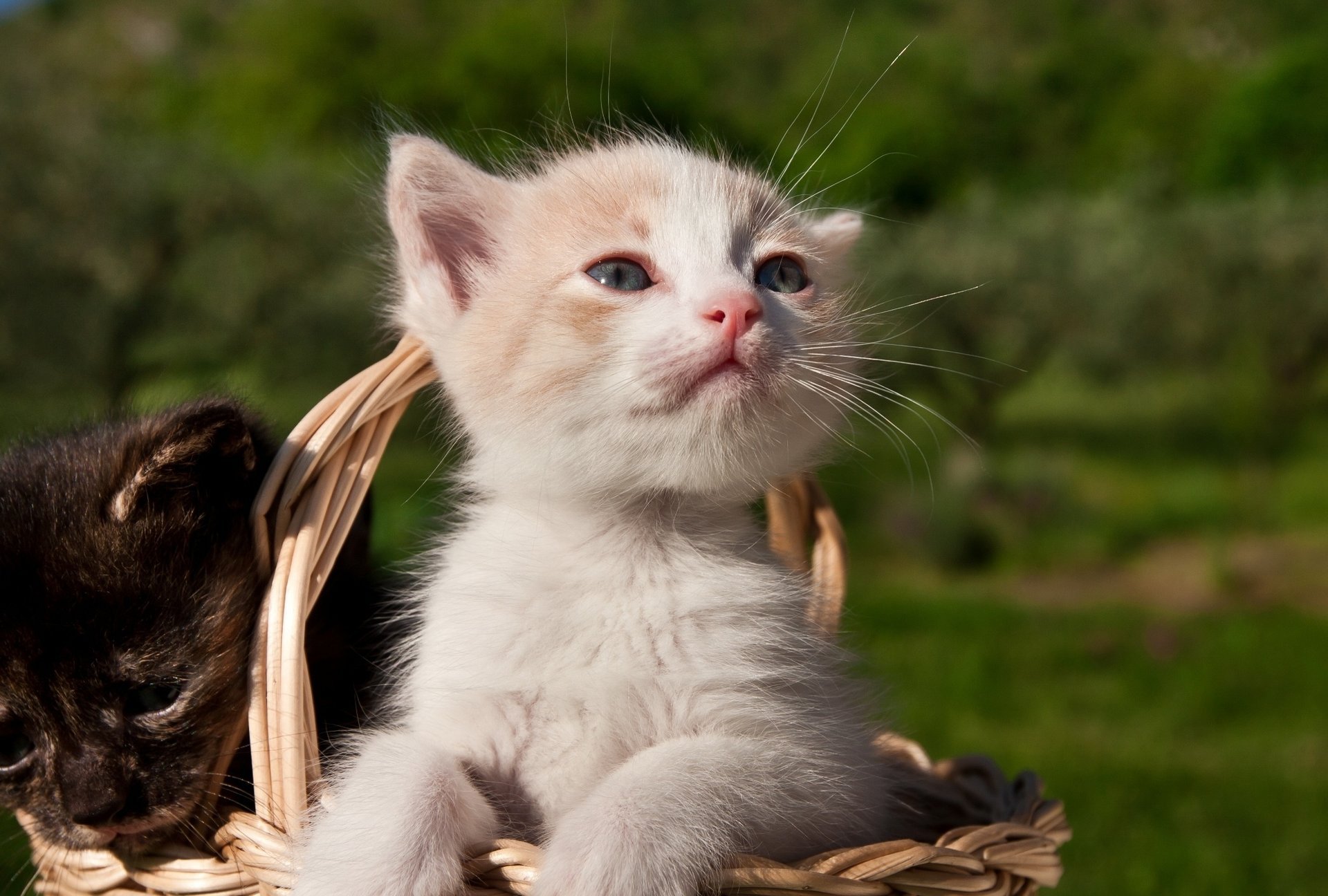 gattini bambini cestino