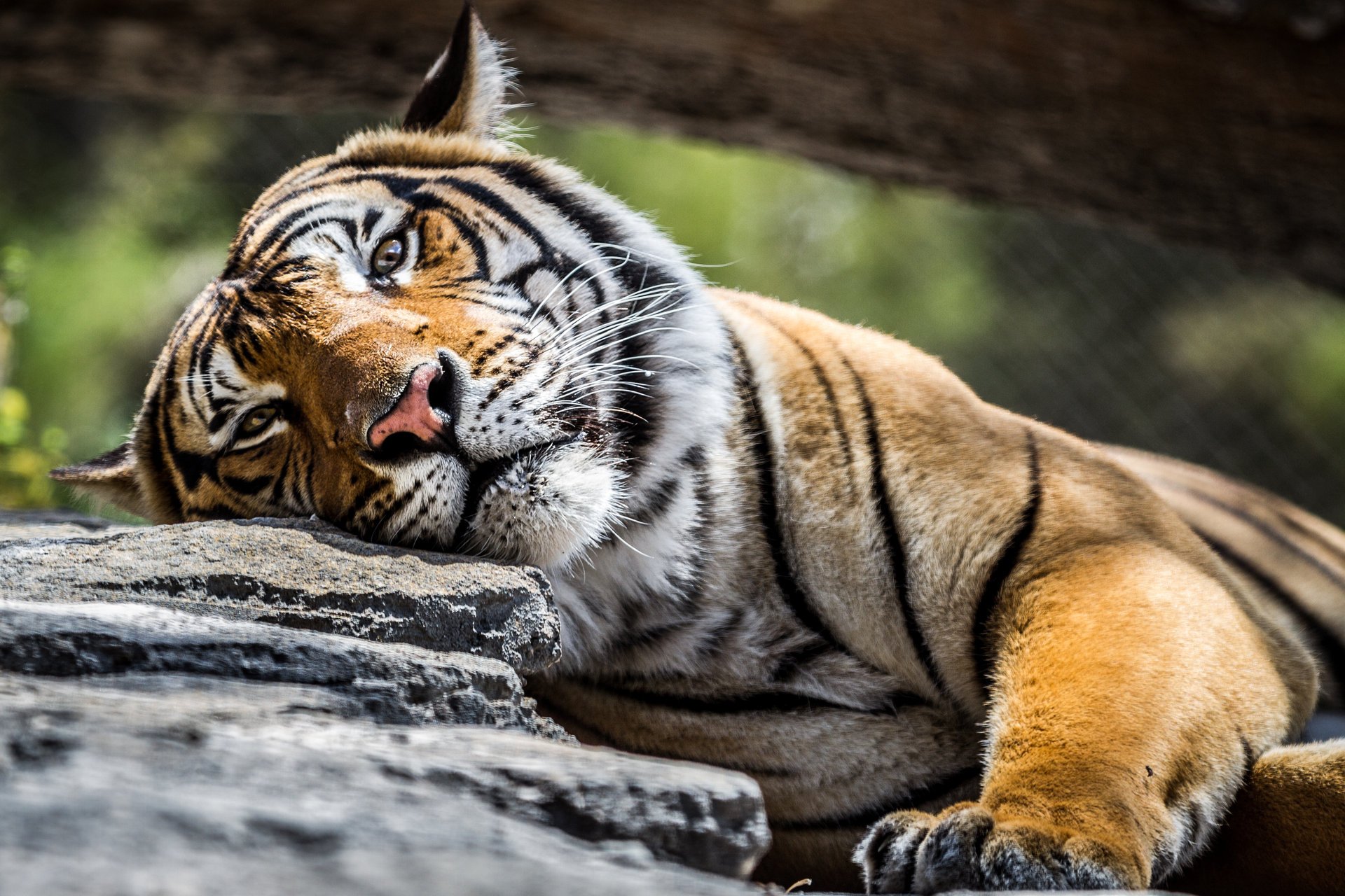 tigre piedra mirada