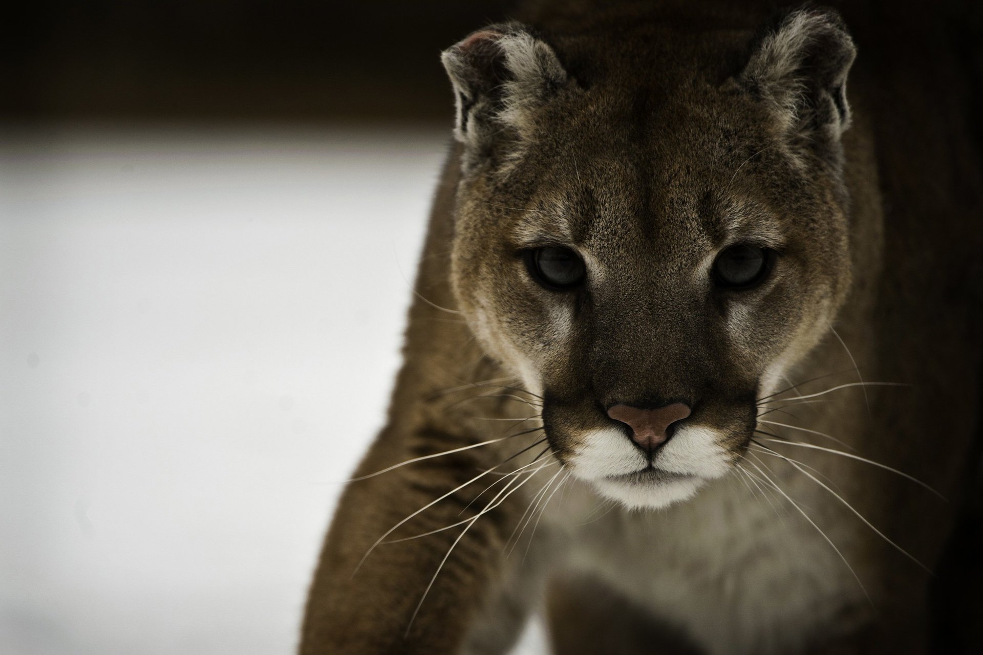 leone di montagna cougar predatore muso gatto selvatico cougar