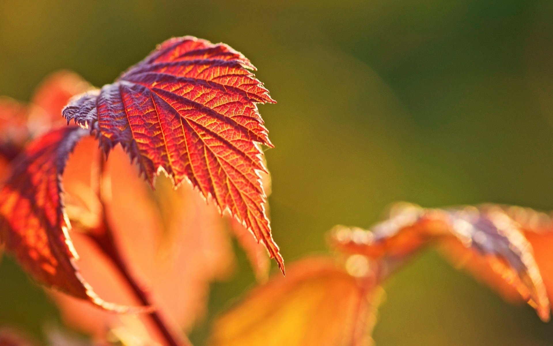 macro leaf autumn blur bokeh