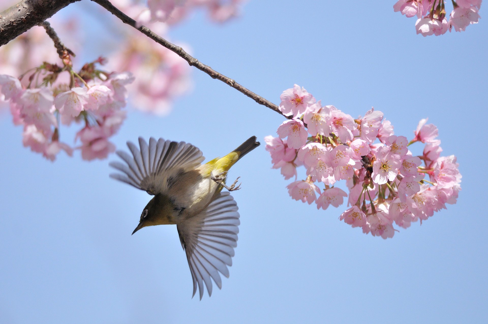 primavera ciliegia uccello volo fioritura rami