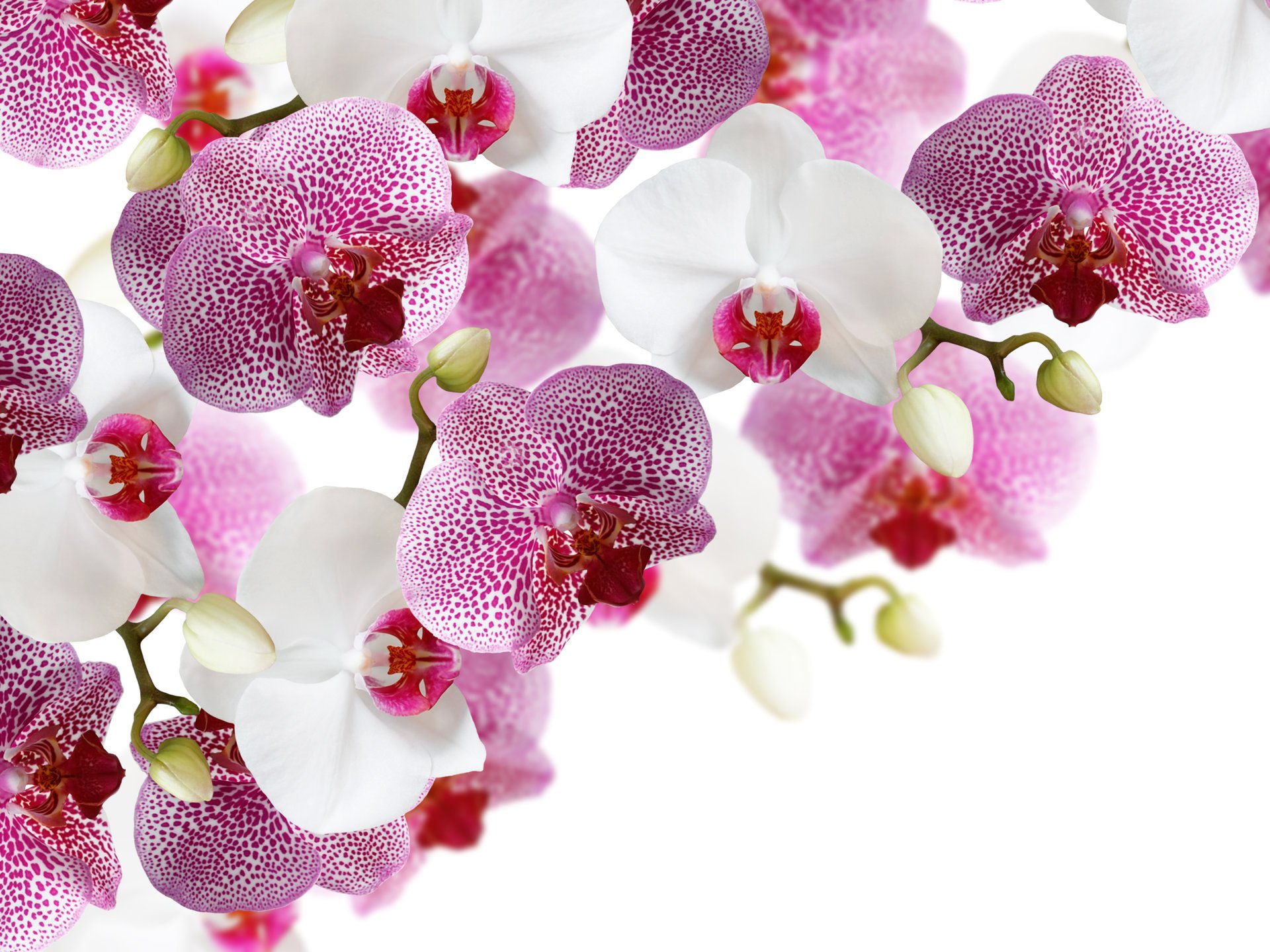 flores orquídeas blanco fondo