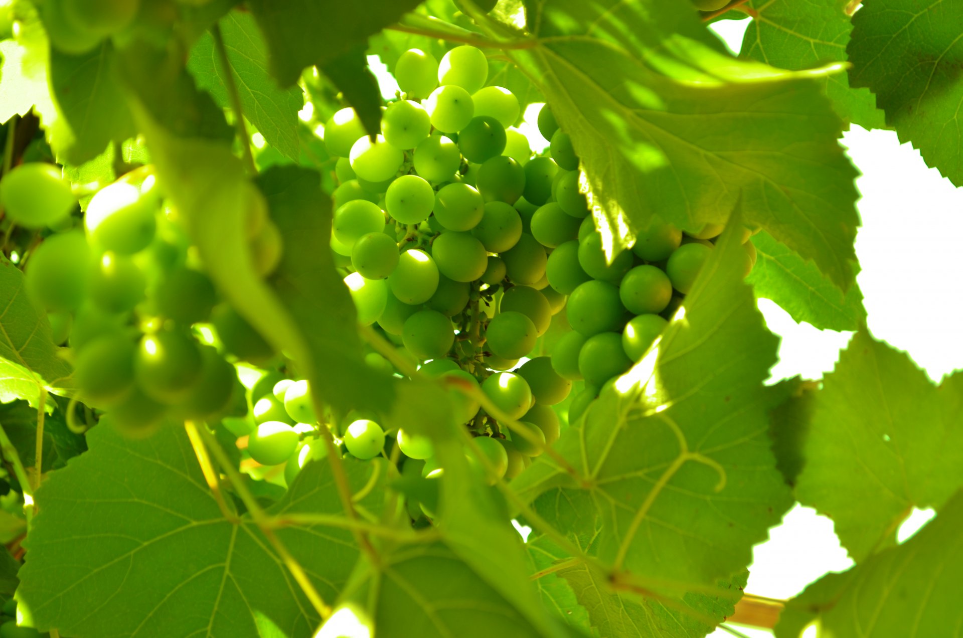 frutas uvas verde