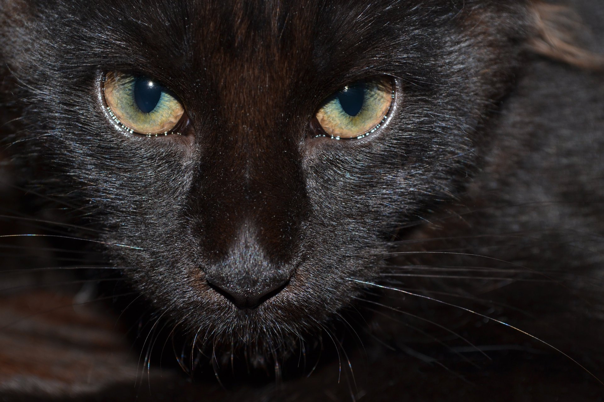 negro gato ojos mirada mascota maine coon