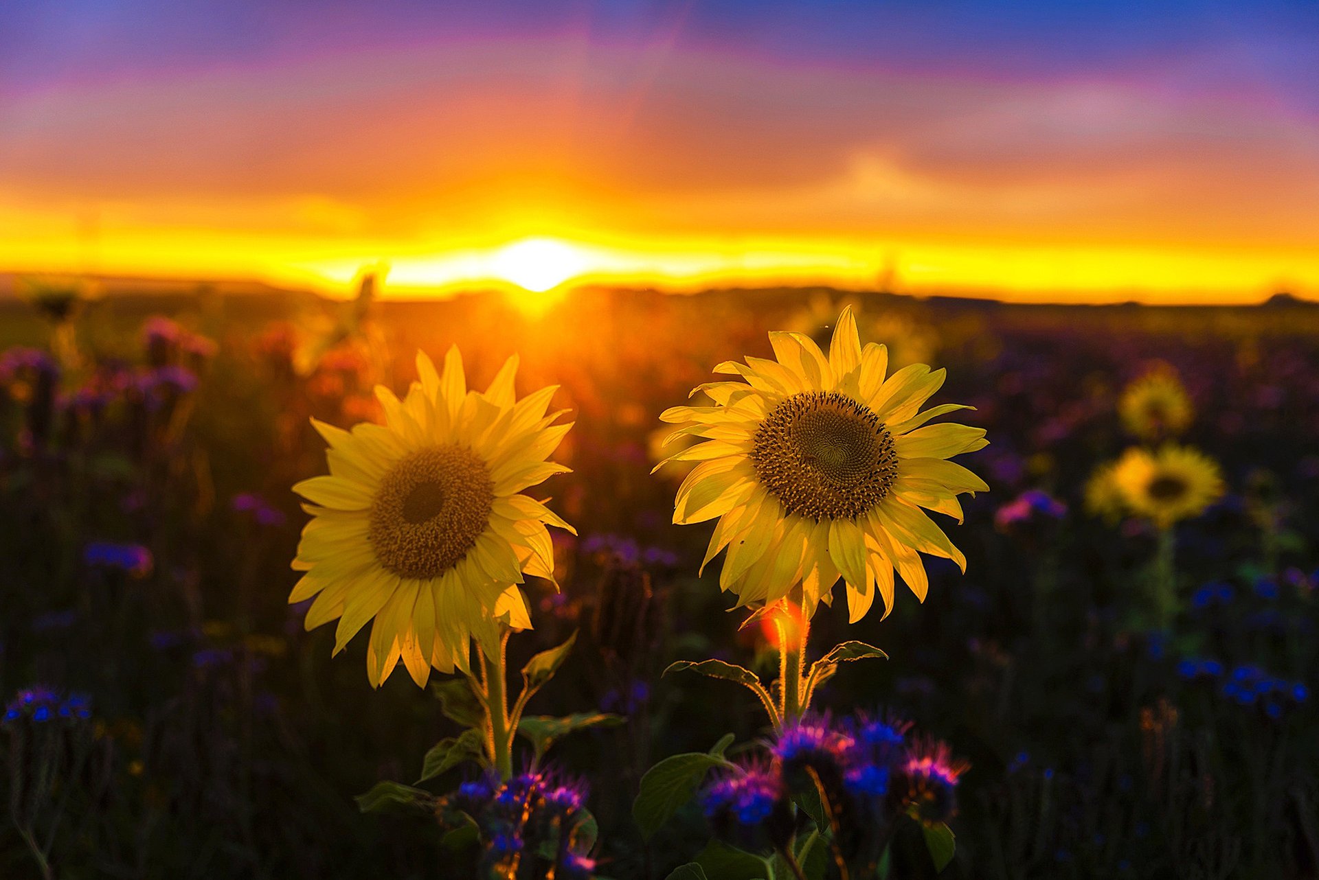 natur landschaft feld sonnenblumen sonnenuntergang