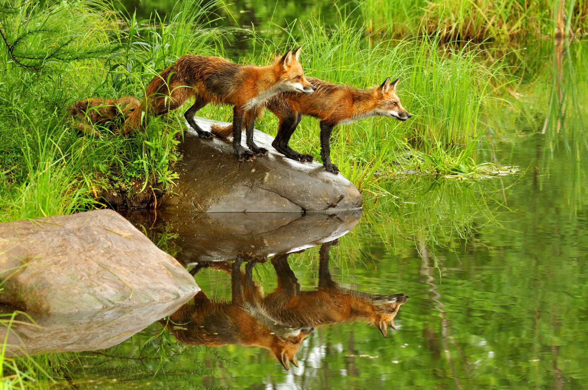 renards roux nature herbe