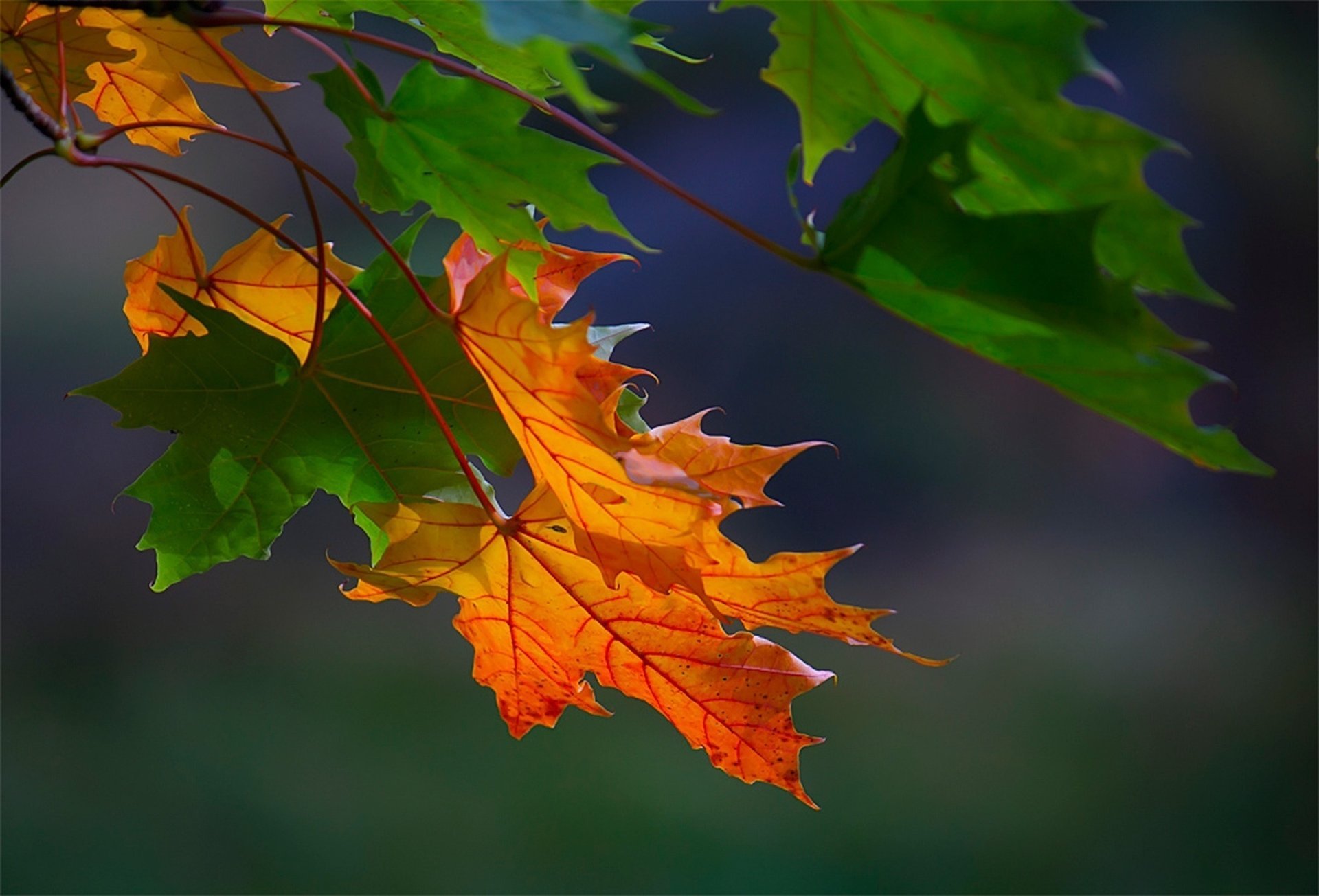 feuilles gros plan érable automne