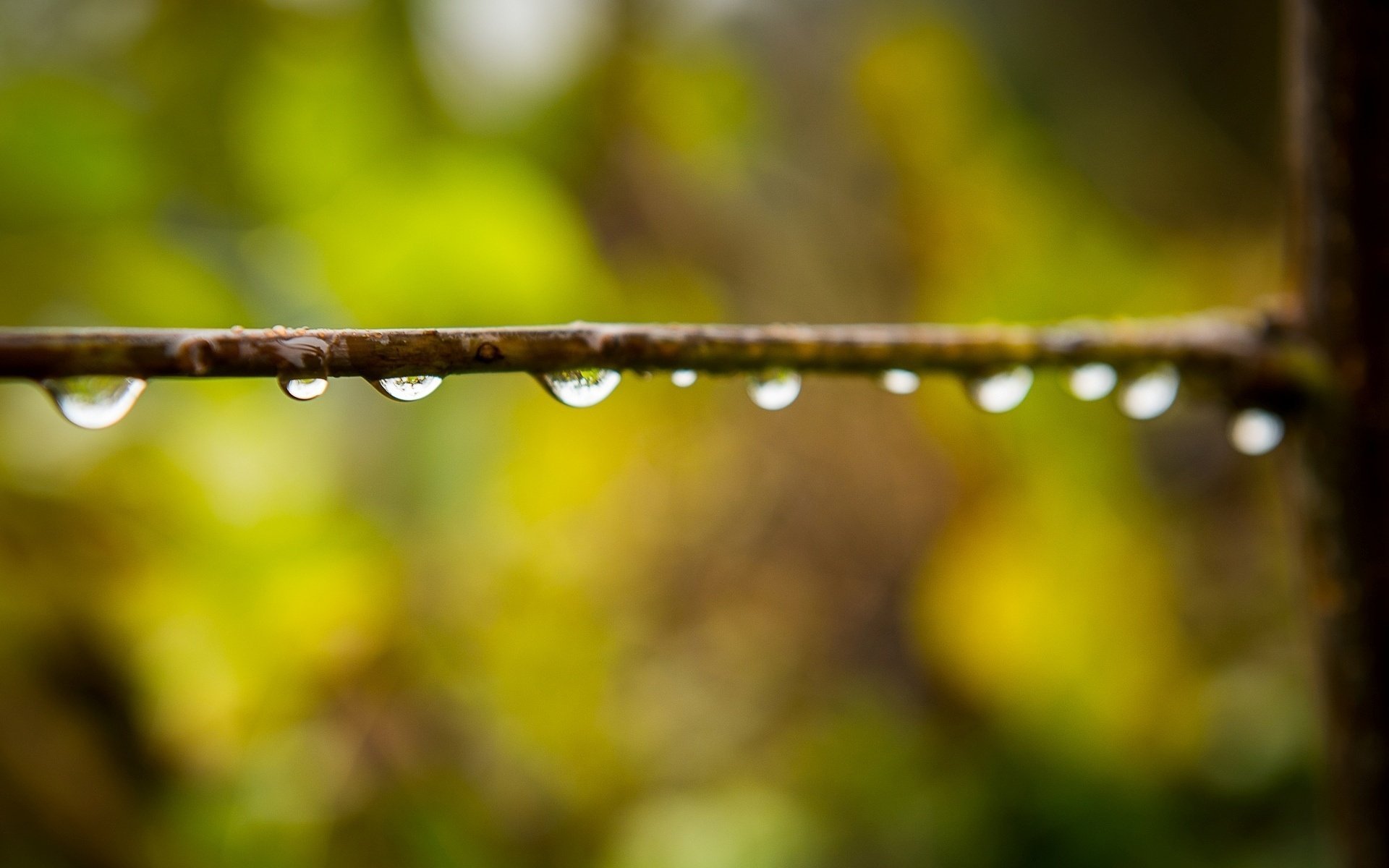 makro rose wasser unschärfe bokeh tropfen zweig