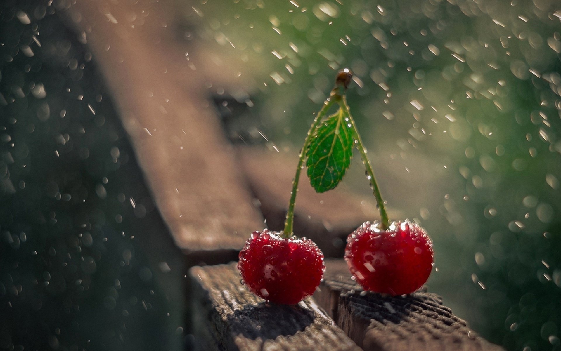 kirsche regen makro