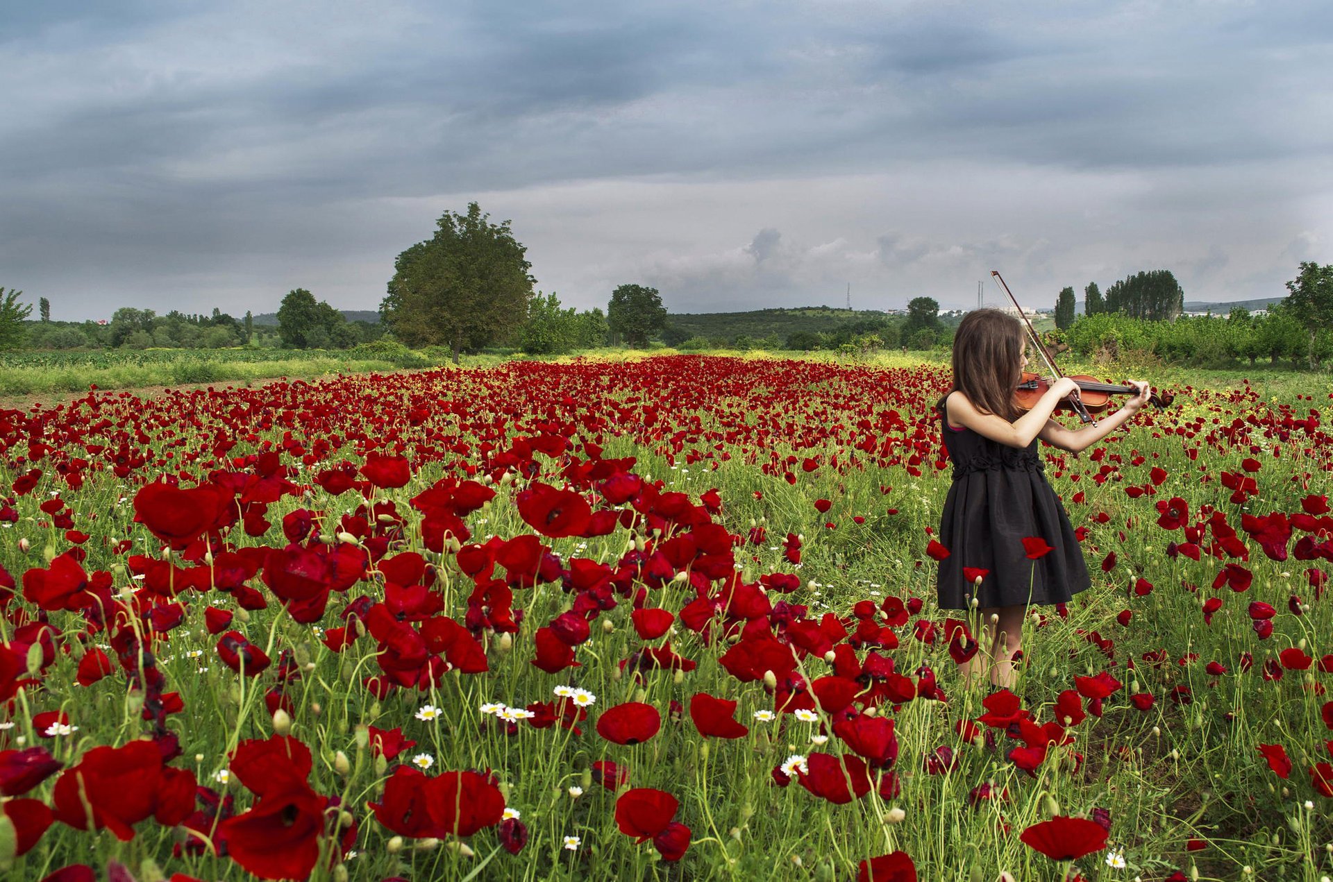 little violinist fille violon coquelicots