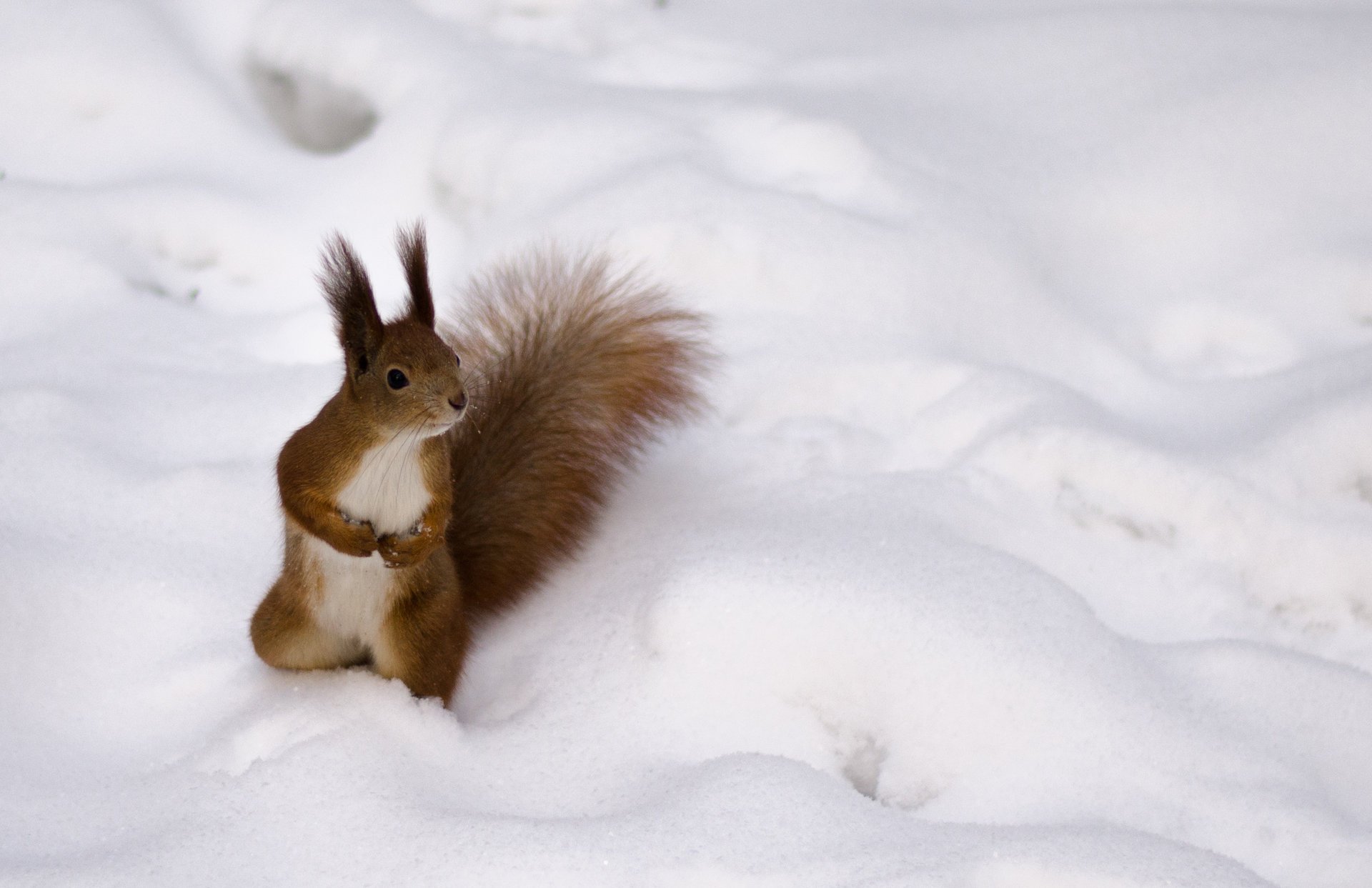 eichhörnchen winter rotschopf pelzig