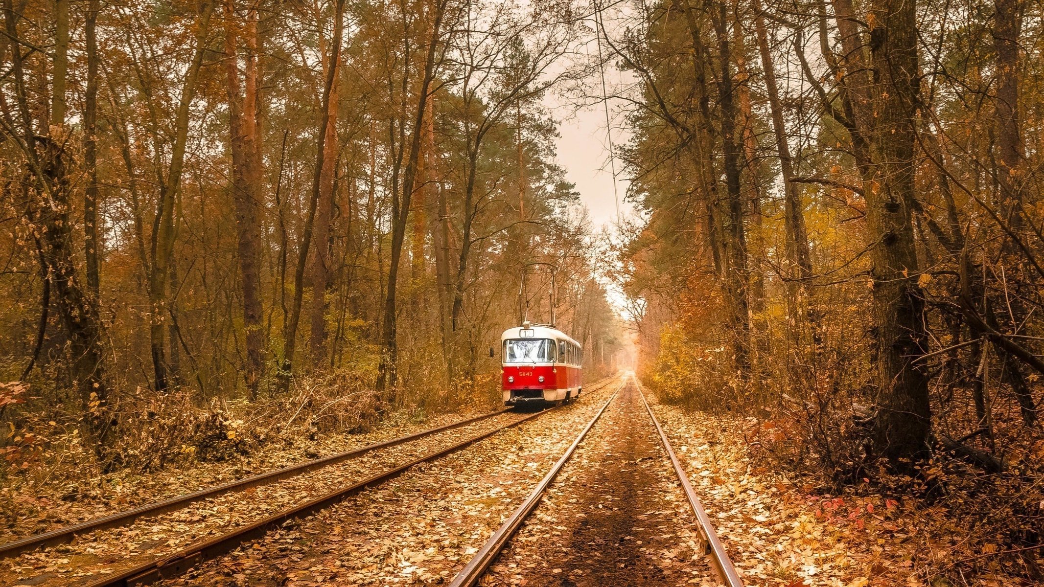 tram autunno foresta rotaie