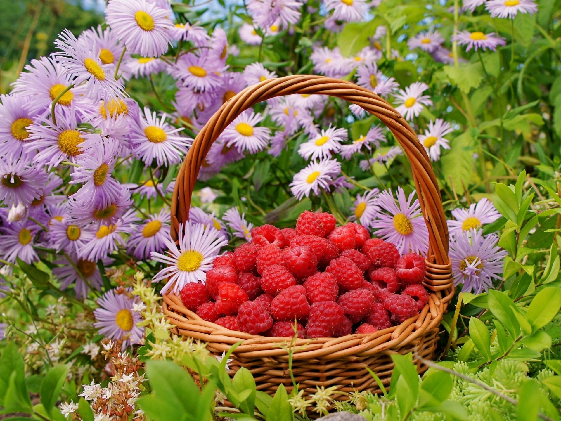 framboises baies panier fleurs