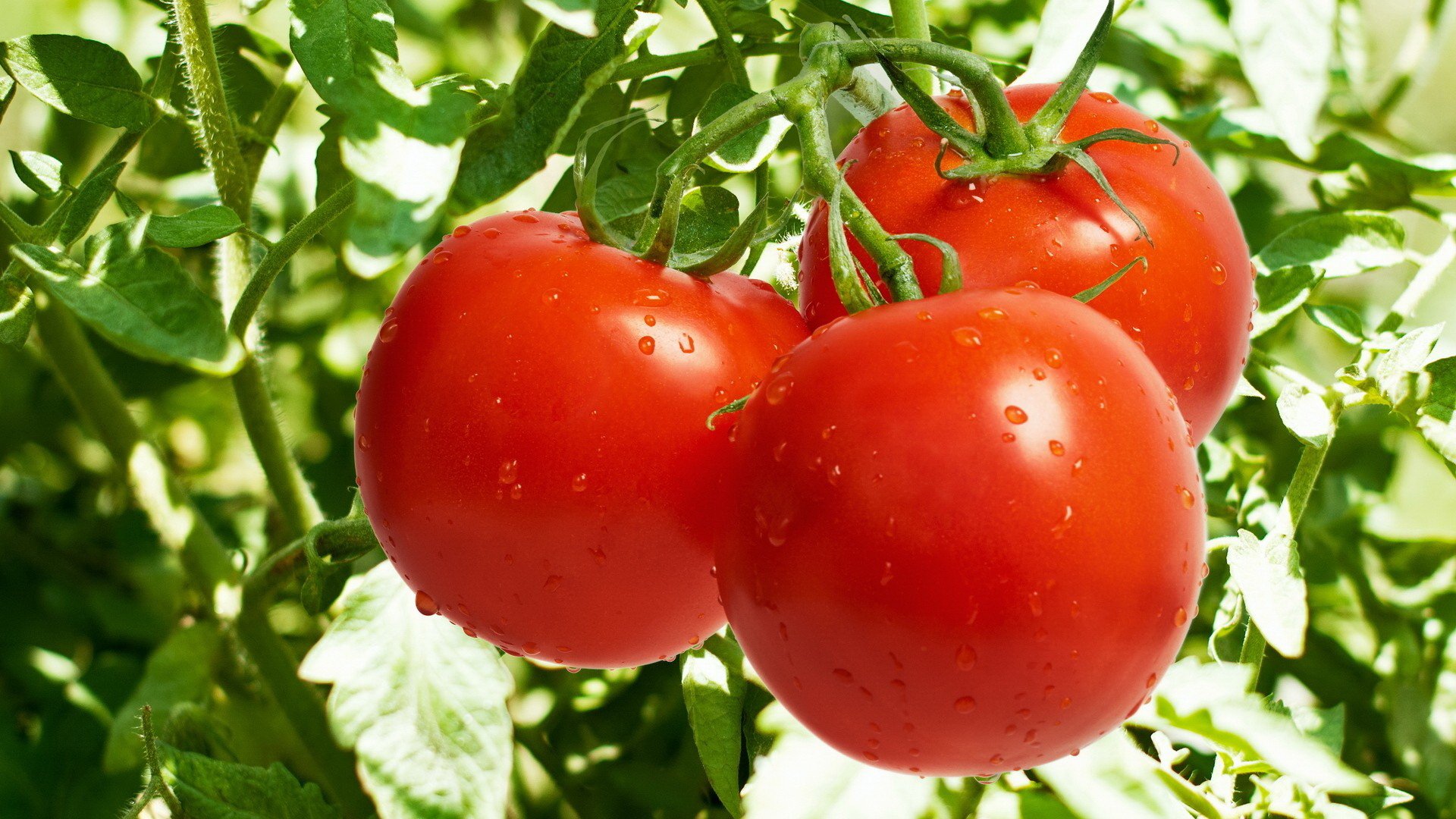 tomates verduras rojo tomates cama tallos hojas gotas