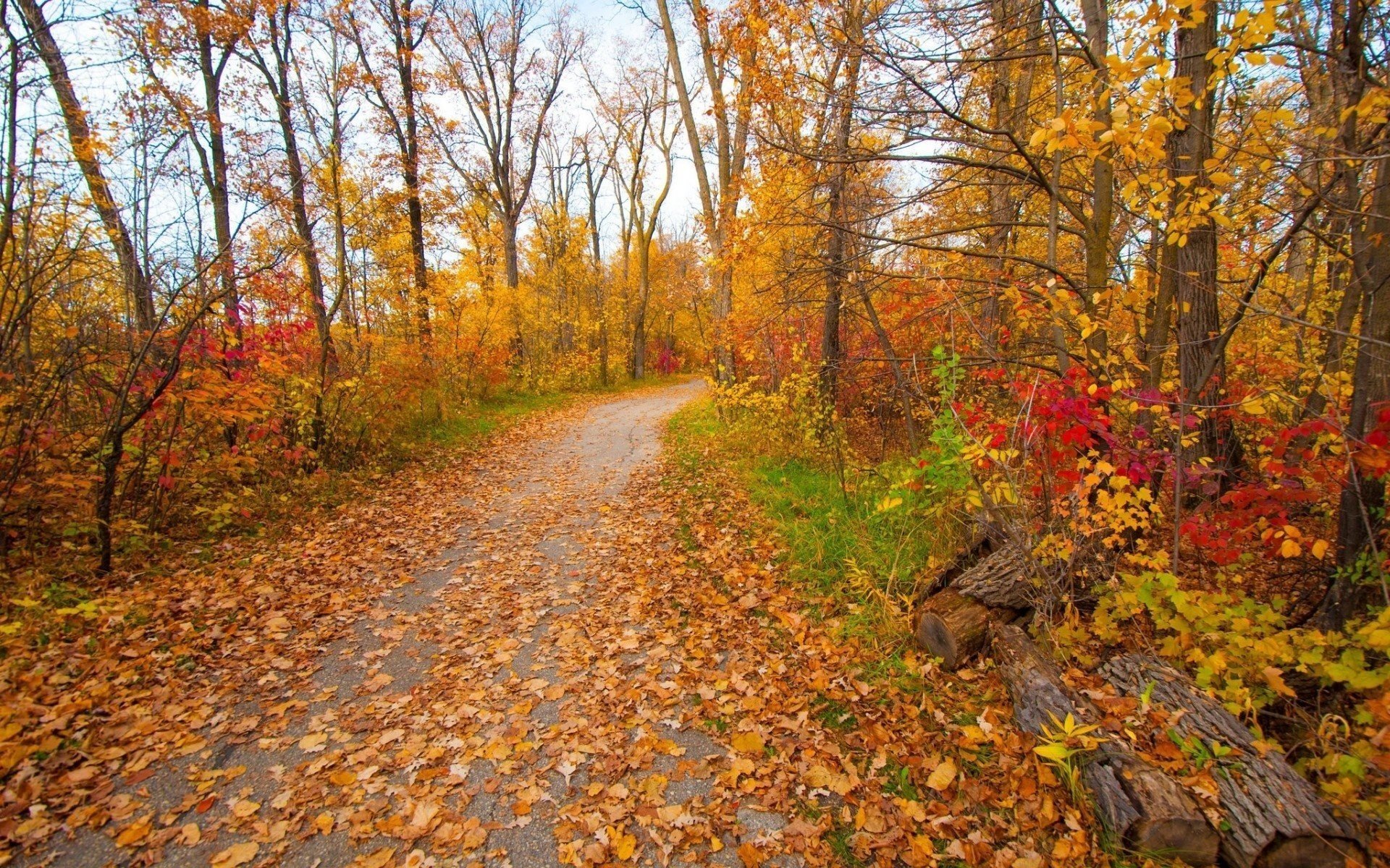 foglie cielo autunno natura nuvole alberi