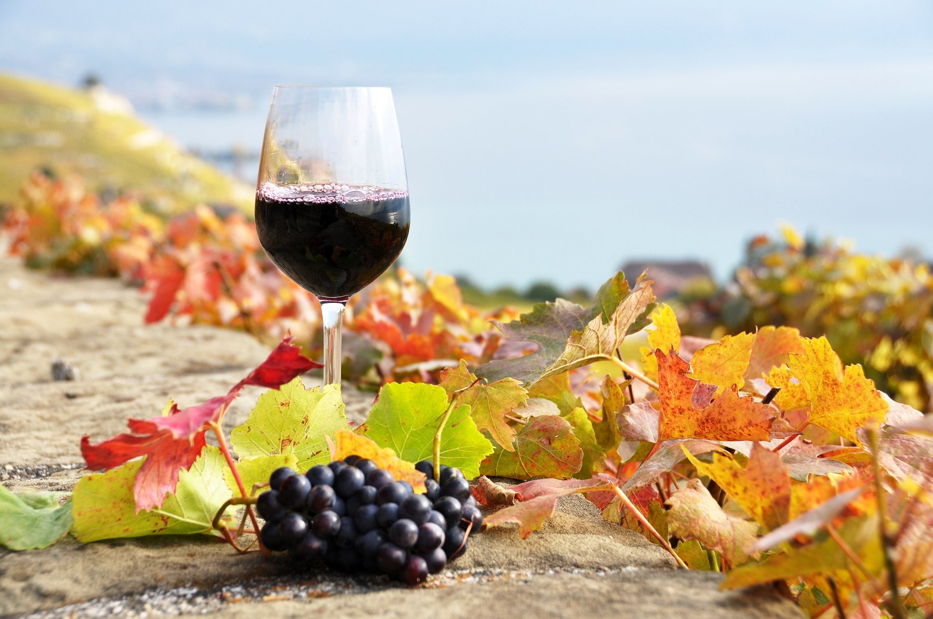 wine red vineyards glass grapes leaves autumn