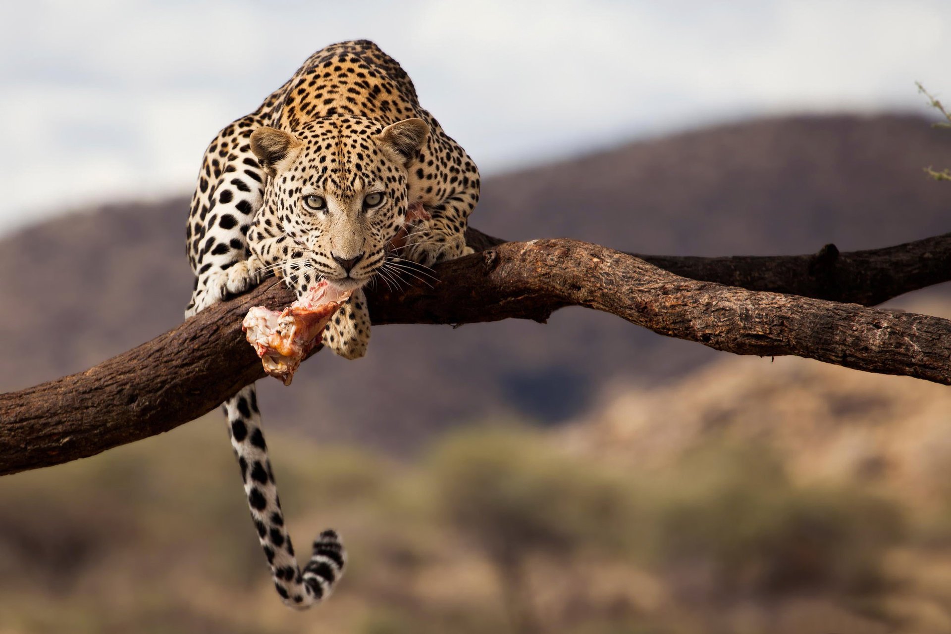 namibie léopard faune