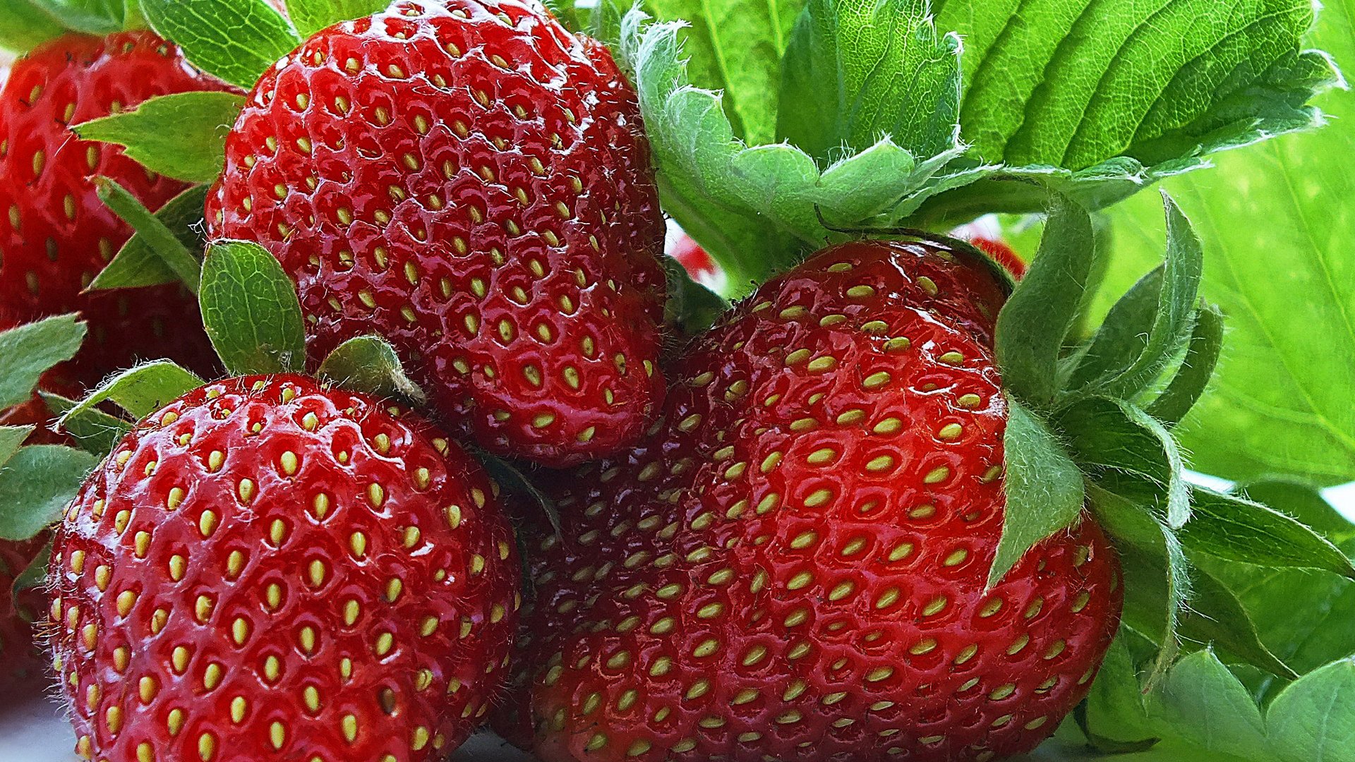 close up strawberry berries fruit