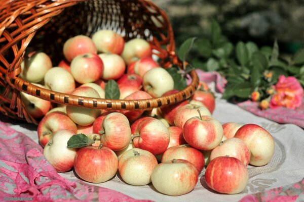 Cesta de manzanas en tela escocesa rosa