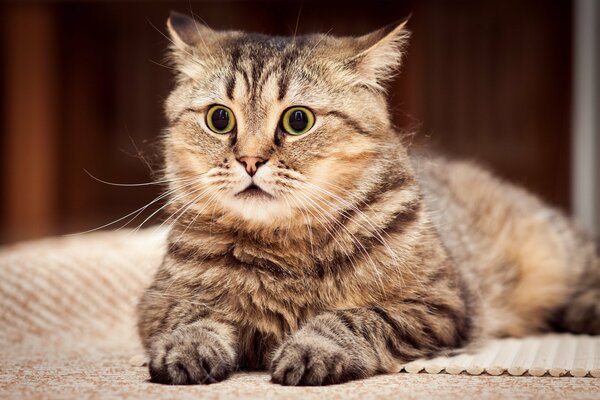 Die Katze hat Angst vor Lärm und verschiebt die Ohren