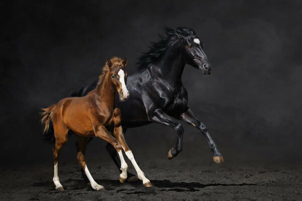 Majestuosos caballos galopan sobre un fondo negro