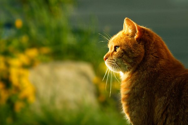 A red cat illuminated by light against a background of blurriness