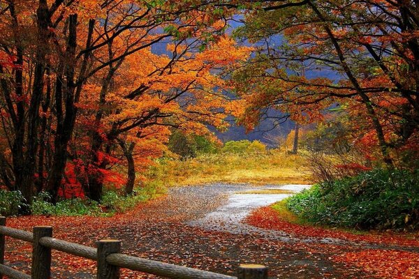 El camino del bosque de otoño pintado con colores brillantes