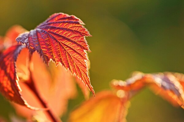 Herbst-orangefarbenes Blatt in Makroaufnahmen