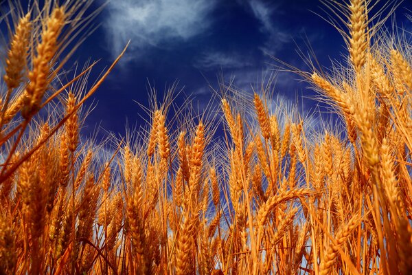 Espigas de trigo maduras contra el cielo azul