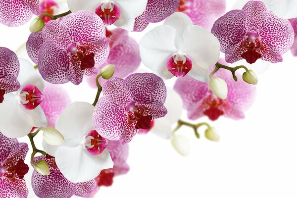 Purple and white orchids on a white background