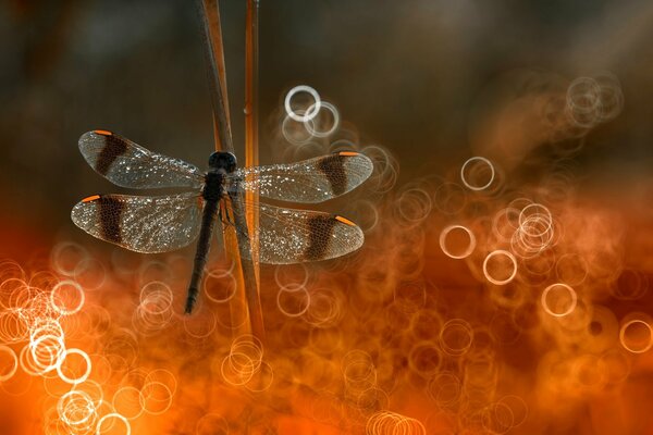 Libélula sobre hierba con efecto bokeh