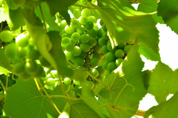 Uva acerba in foglie verdi