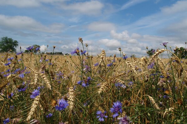 Ähren und Kornblumen auf einem Sommerfeld