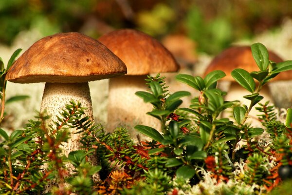 Mushrooms in the forest in a clearing with grass