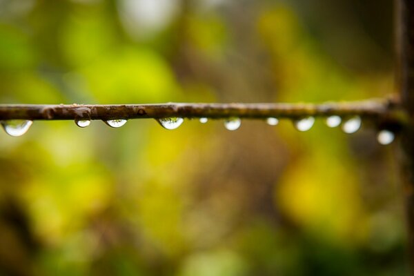 Macro photo of dew drops on a branch