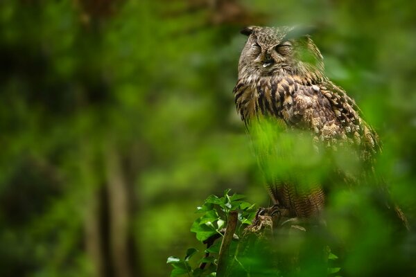 Un hibou majestueux se repose dans la verdure de la forêt