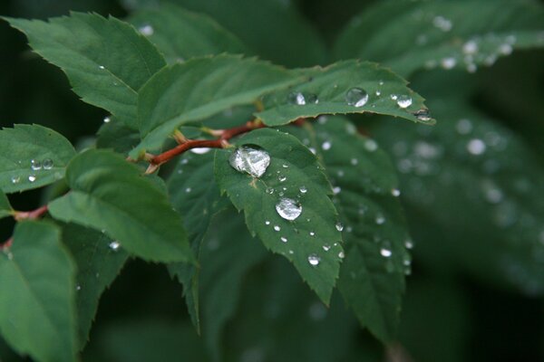 Deszcz Kali rano na roślinach natury