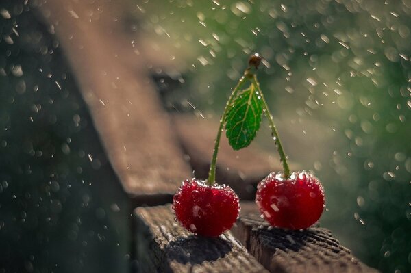 Macro shooting of cherries in rainy weather