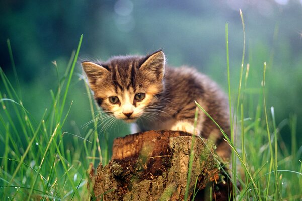 Caché dans la verdure sur la souche d un chaton