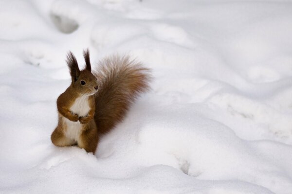 Flauschige rothaarige Eichhörnchen auf dem flauschigen weißen Schnee