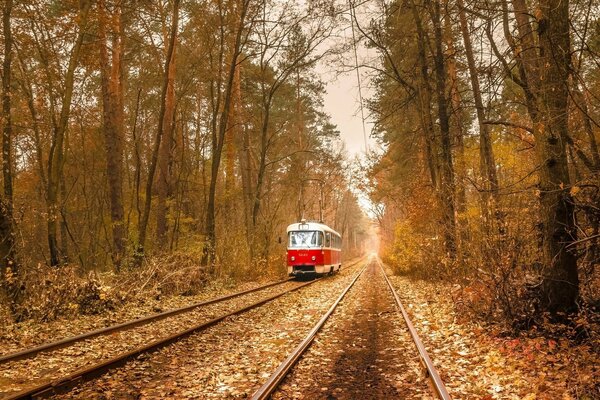 Идет по рельсам трамвай в осеннем лесу