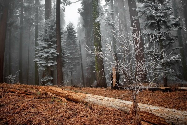 Zimą drzewa w lesie pokryte szronem