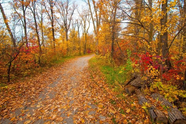 Les arbres sont jaunis et les feuilles sont déposées, l automne est venu