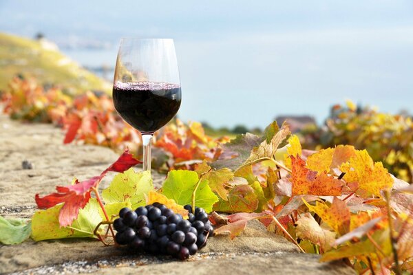 Un vaso de vino tinto entre las hojas de otoño