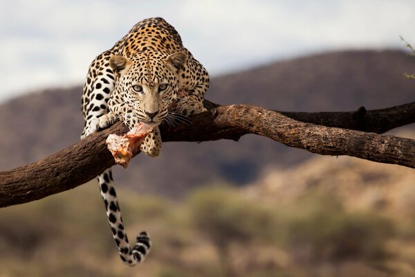 Wildlife, on a leopard branch