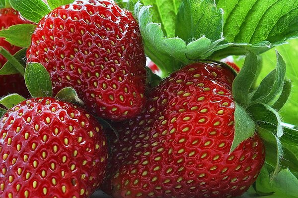 Ripe strawberries with green foliage