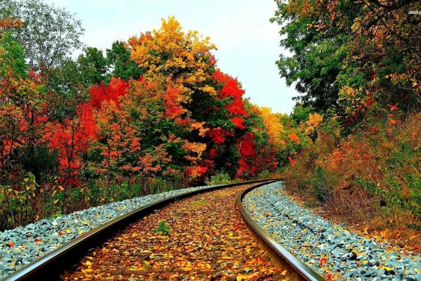 Autumn railway in the forest