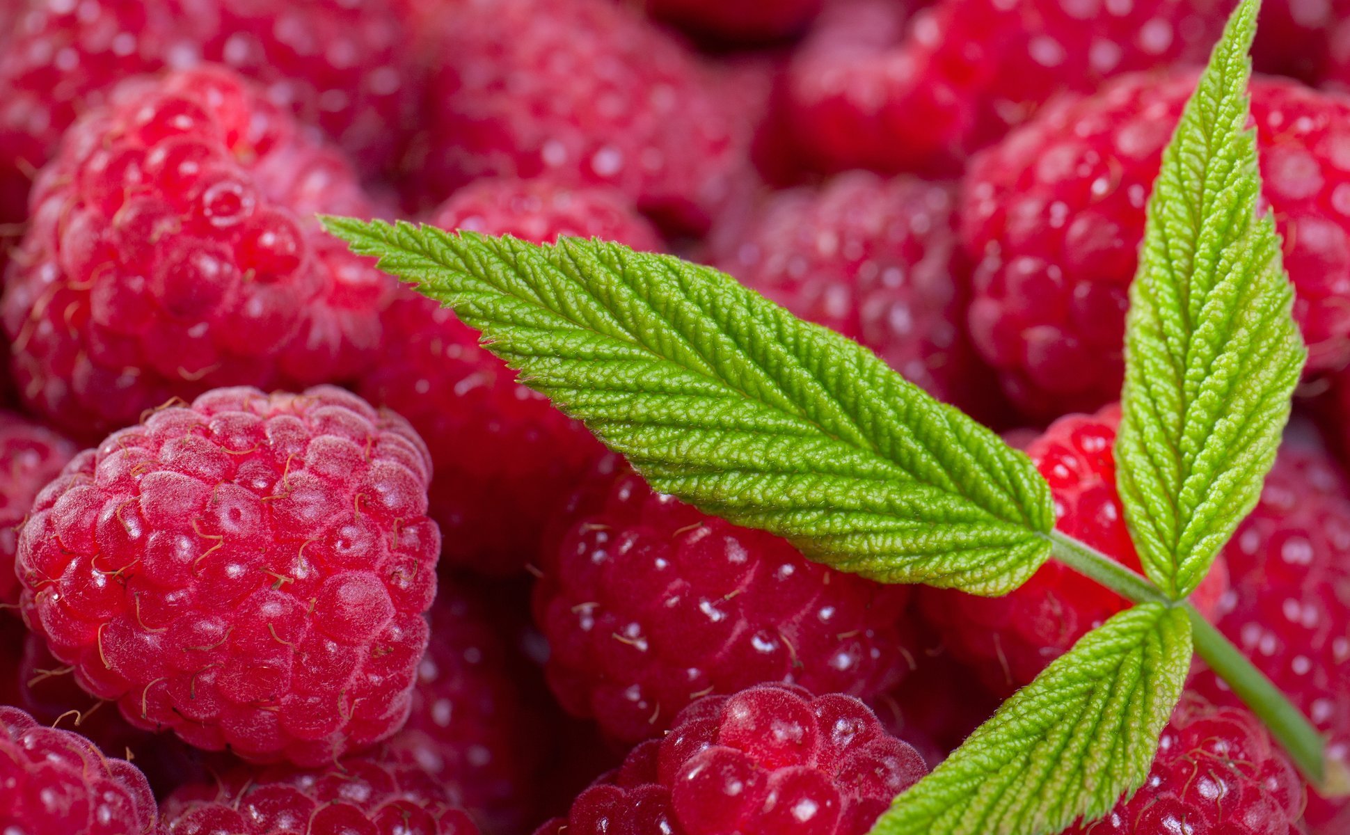 raspberry berries close up leaf leaves summer